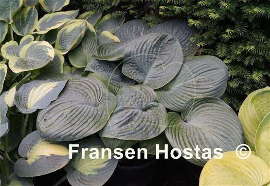 Hosta Essence of Summer